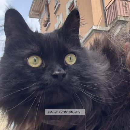 Photo 1/1 Haku Chat perdu à Lausanne