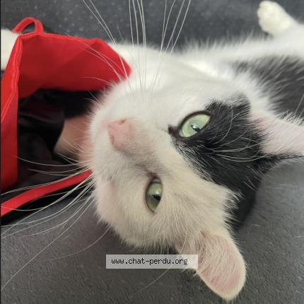 Photo 1/1 Chat retrouvé Perdu à St michel de fronsac