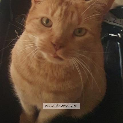 Photo 1/1 Patachou Chat perdu à Montpellier