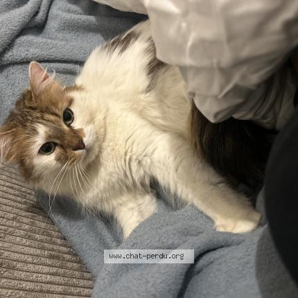 Photo 1/1 Bichette Chat perdu à Paris