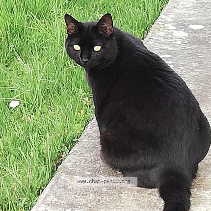 Photo 1/1 Mojito Chat perdu à Pechbonnieu