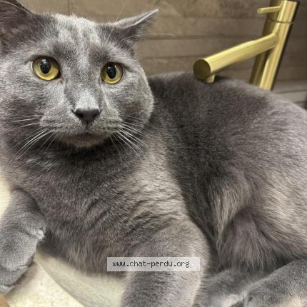 Photo 1/1 Néné Chat perdu à Sannois