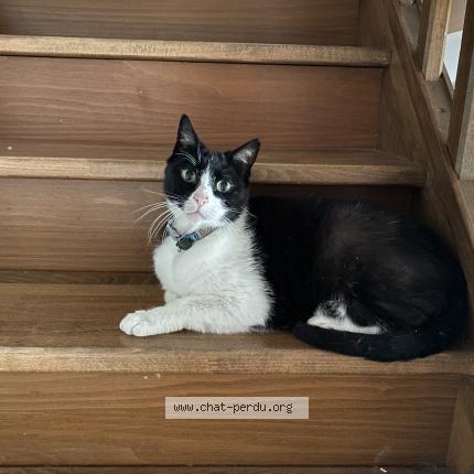 Photo 1/1 Bouli Chat perdu à Dingy en vuache