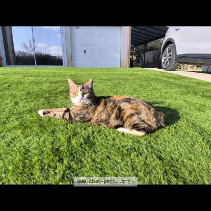 Photo 1/1 Kali Chat perdu à Laurens