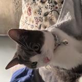 Photo de chat trouvé à Montpellier