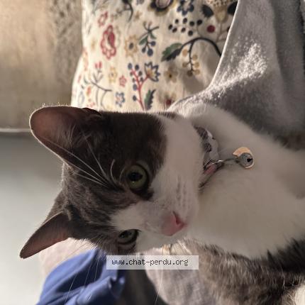 Photo 1/1 Chat trouvé Trouvé à Montpellier