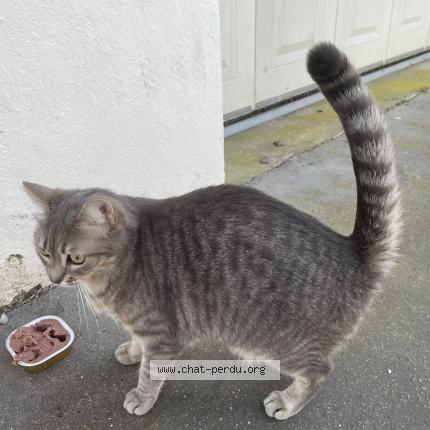 Photo 1/1 Chat trouvé Trouvé à Tours