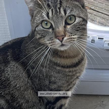 Photo 1/1 Yuzu Chat perdu à Nantes