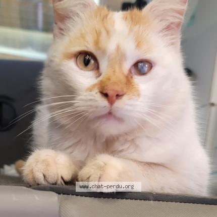 Photo 1/1 Timousse Chat perdu à Bruay la buissiere