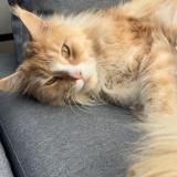 Photo de chat perdu à Les Cheres