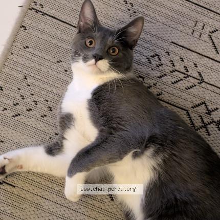 Photo 1/1 Ronnie Chat perdu à La balme de sillingy