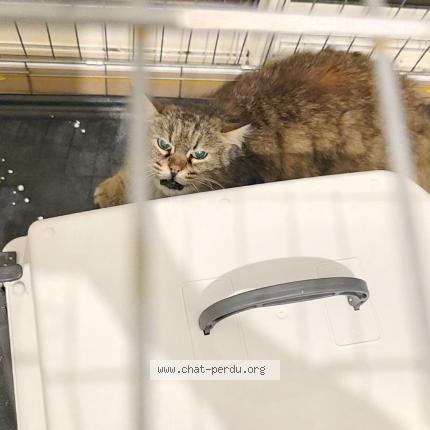 Photo 1/1 Chat trouvé Trouvé à Montpellier