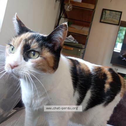 Photo 1/1 Bella Chat perdu à Nimes