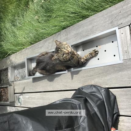 Photo 1/1 Nelo Chat perdu à Saint berthevin