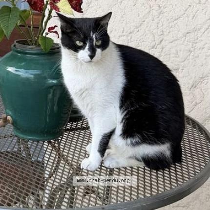 Photo 1/1 Maho Chat perdu à Pessac