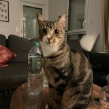 Photo de chat perdu à Guichen