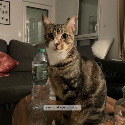 Photo 1/1 Toufik Chat perdu à Guichen