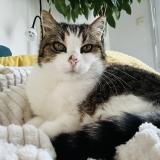 Photo de chat perdu à Gujan Mestras