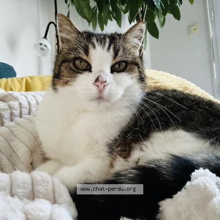 Photo 1/1 Vanish Chat perdu à Gujan mestras