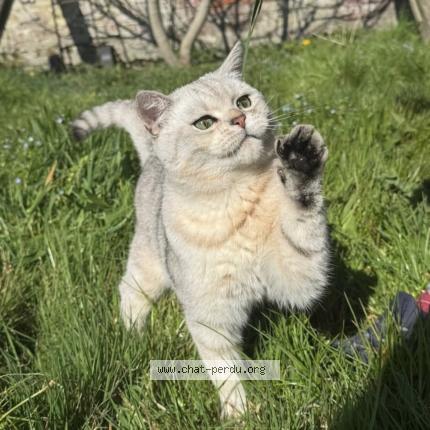 Photo 1/1 Louky Chat perdu à Rhode saint enese