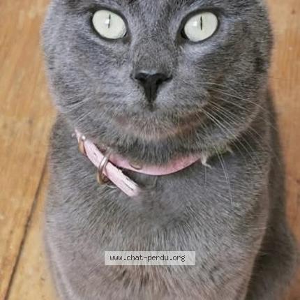 Photo 1/4 Grisou Chat perdu à Rhode saint enese