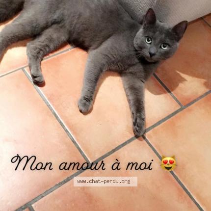 Photo 2/4 Grisou Chat perdu à Rhode saint enese