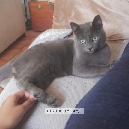 Photo 3/4 Grisou Chat perdu à Rhode saint enese