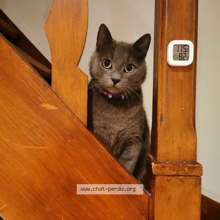 Photo 4/4 Grisou Chat perdu à Rhode saint enese