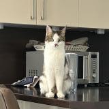 Photo de chat perdu à Vesenaz