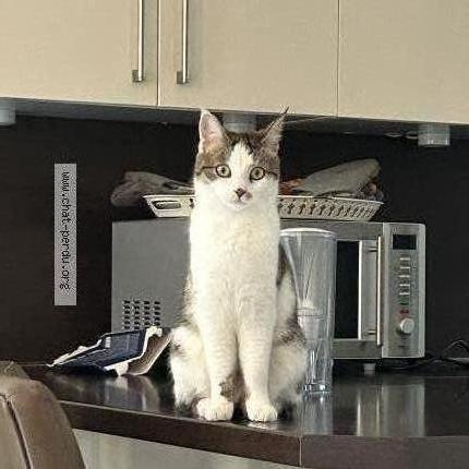 Photo 1/1 Cl&eacute;o Chat perdu à Vesenaz