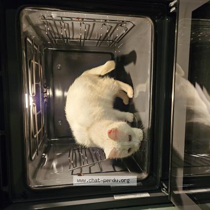 Photo 1/1 Iris Chat perdu à Sart lez spa