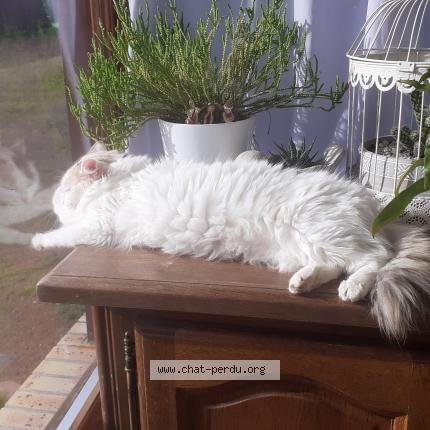 Photo 1/1 Choupette Chat perdu à Saint macaire du bois