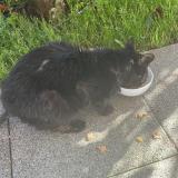 Photo de chat trouvé à Douai