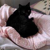 Photo de chat perdu à Chateau Salins