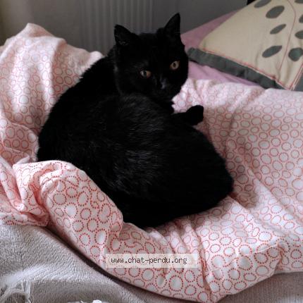 Photo 1/1 Gigi Chat perdu à Chateau salins