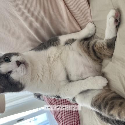 Photo 1/1 TOM Chat perdu à Verchere faverges seytenex