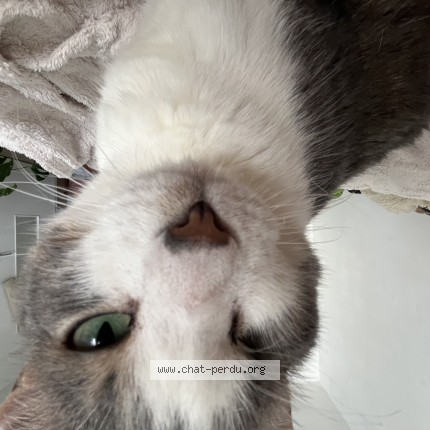 Photo 1/1 TOM Chat perdu à Verchere Faverges Seytenex