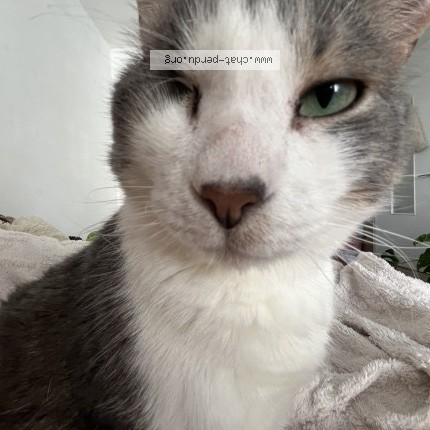 Photo 1/1 TOM Chat perdu à Verchere Faverges Seytenex