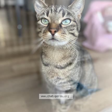 Photo 1/1 Tonio Chat perdu à Bagnac sur cele