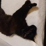 Photo de chat trouvé à Villeneuve D Ascq