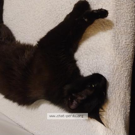 Photo 1/1 Chat trouvé Trouvé à Villeneuve d ascq