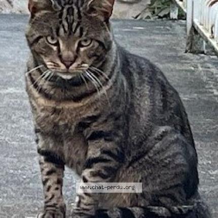 Photo 1/1 BALOU Chat perdu à Saint maur des fosses