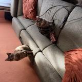 Photo de chat perdu à Montigny En Gohelle