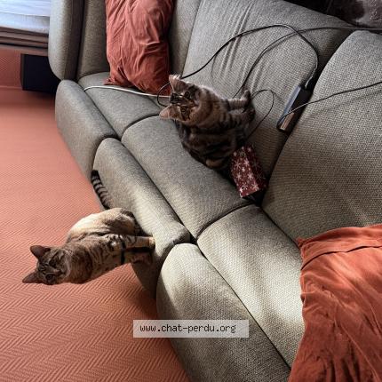 Photo 1/1 Chat retrouvé Perdu à Montigny En Gohelle