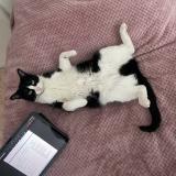 Photo de chat perdu à Gennevilliers