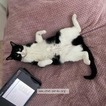 Photo 1/1 Domino ou aussi Minette Chat perdu à Gennevilliers