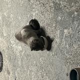 Photo de chat trouvé à Courbevoie