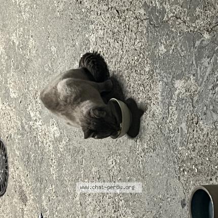Photo 1/1 Chat trouvé Trouvé à Courbevoie