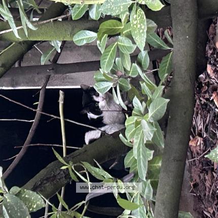 Photo 1/1 Chat trouvé Trouvé à Nancy