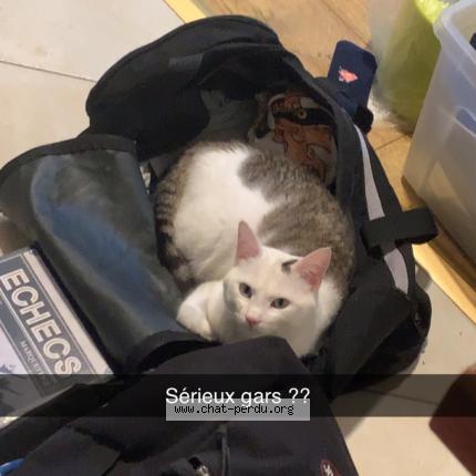 Photo 1/1 Ez Chat perdu à Lury sur arnon